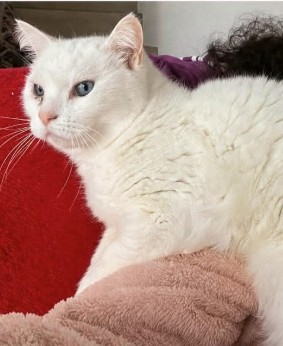 MissingTarn81's tweet image. 29.04.26 Perdue chatte blanche à Lisle sur Tarn (vers impasse Les Ferriers). "Tika". Tatouée et pucée. Collier anti-puce gris. Tél : 06 52 78 01 34 #Tarn #chat