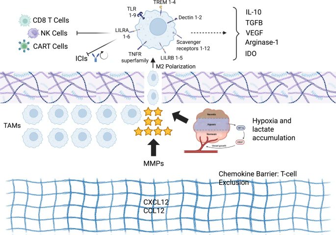 Journal of Experimental & Clinical Cancer Research tweet media