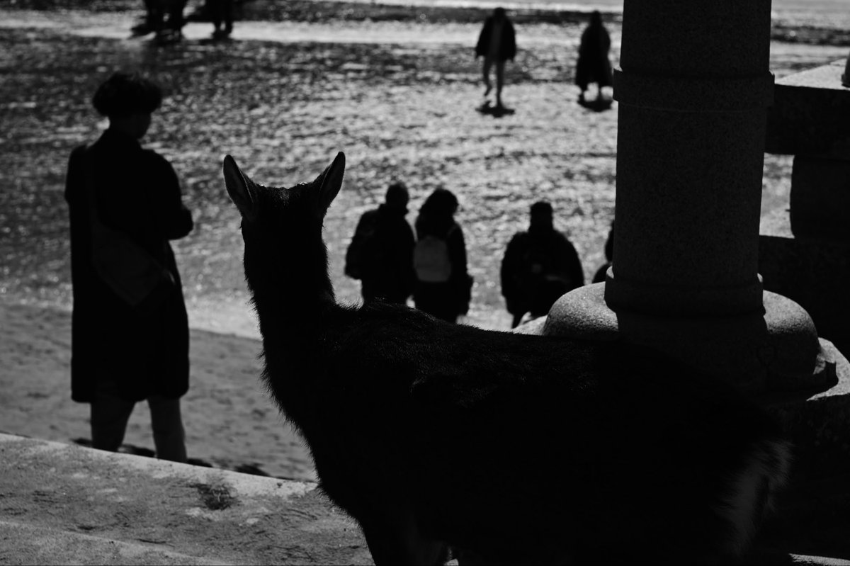 J8_MH_SB's tweet image. Miyajima, quietly.

 #streetphoto
 #japan
@CaptureStreets