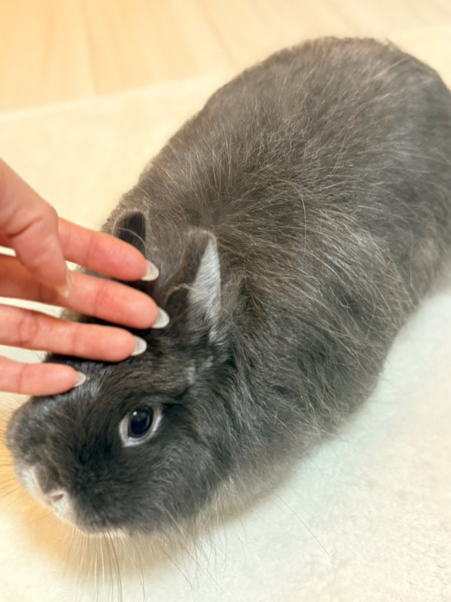 低糖🐰🥥 tweet media