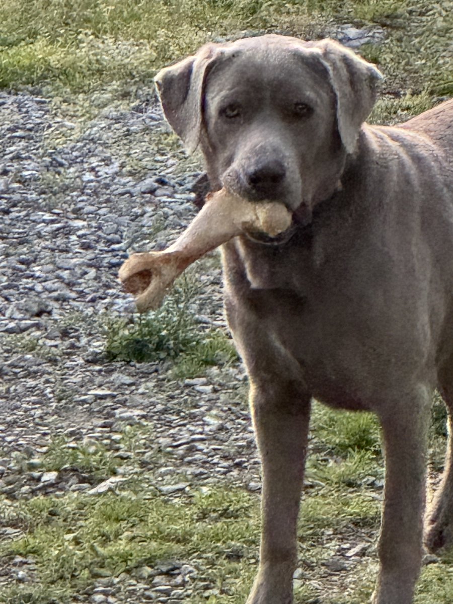 ralph_sauceman's tweet photo. Arlo is 2 today. Happy Birthday big guy. https://t.co/Ffh0yRuO6O