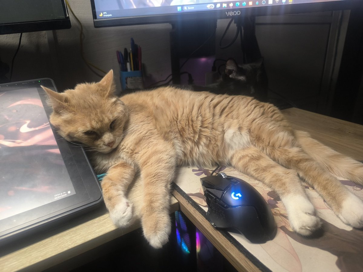Nekoshiko Han tweet media