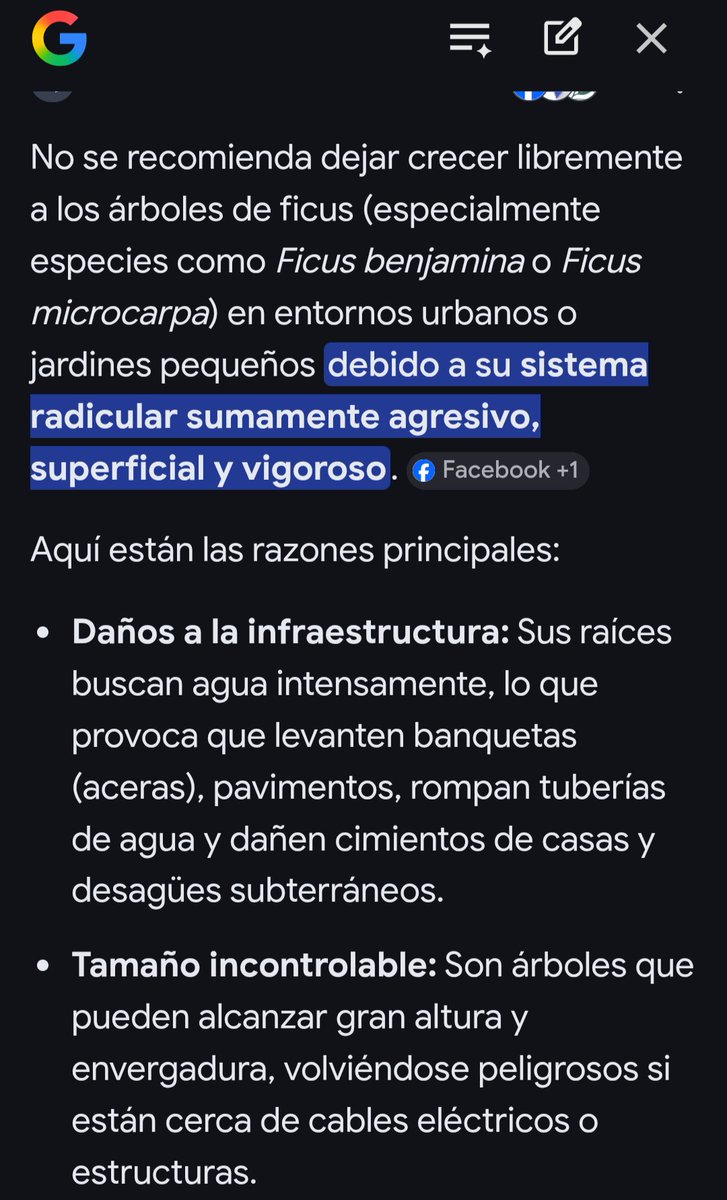 rubenlzl's tweet photo. @ursulacamba @WalmartMexico Esos ficus si los dejas crecer abren banquetas. El error es haberlos plantado. Yo tengo uno y créeme que son destructores. https://t.co/biw39aR92T