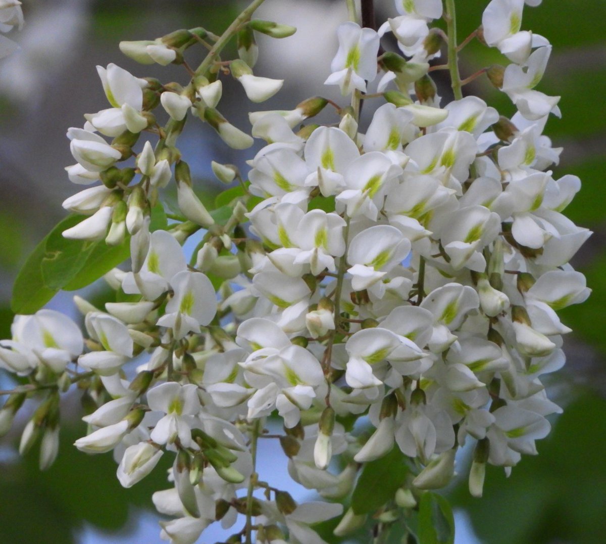 teresaholmes351's tweet image. QP/ share whatever you like for #WhateverWednesday. *I forgot to post these with my white flowers this morning so I'll post them here #White on Wednesday. * locust tree blooms