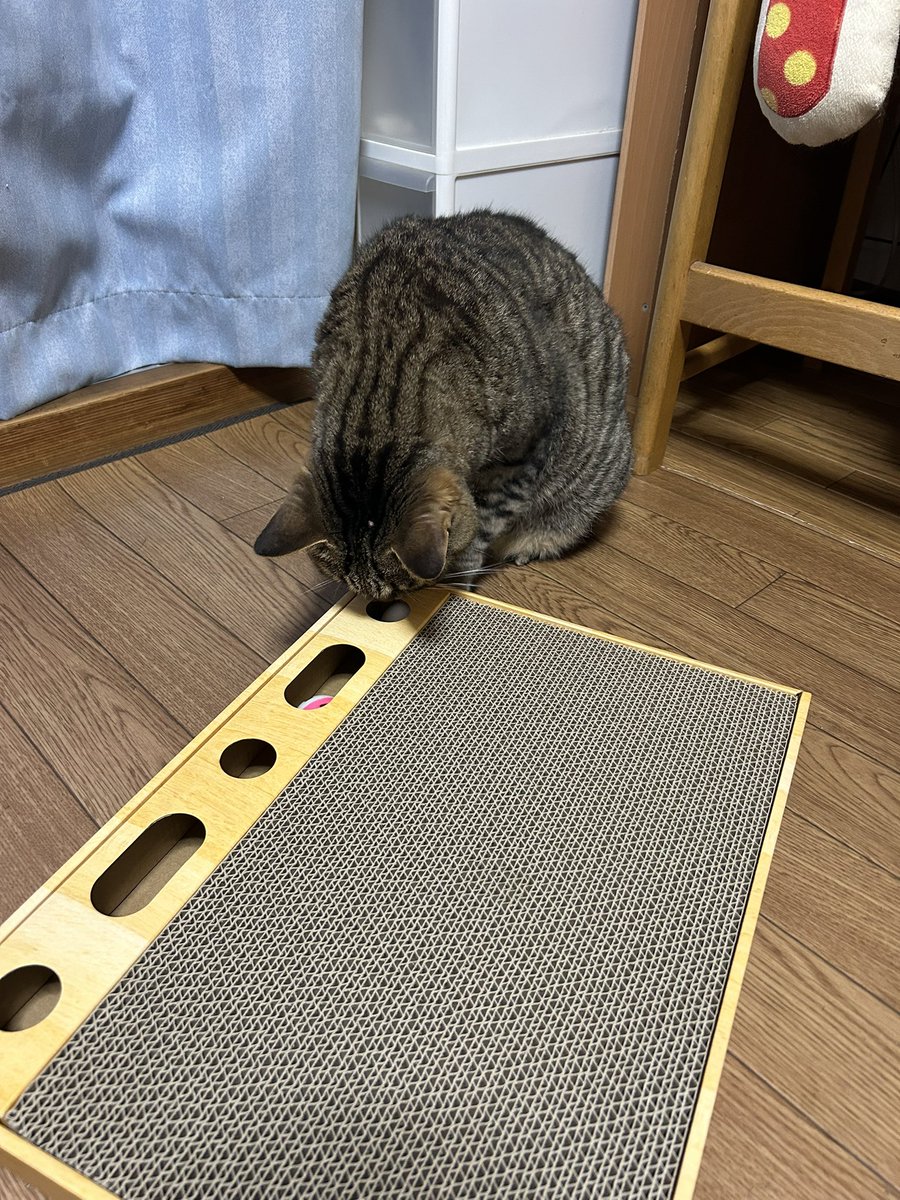 みなと🍩🐻 tweet media