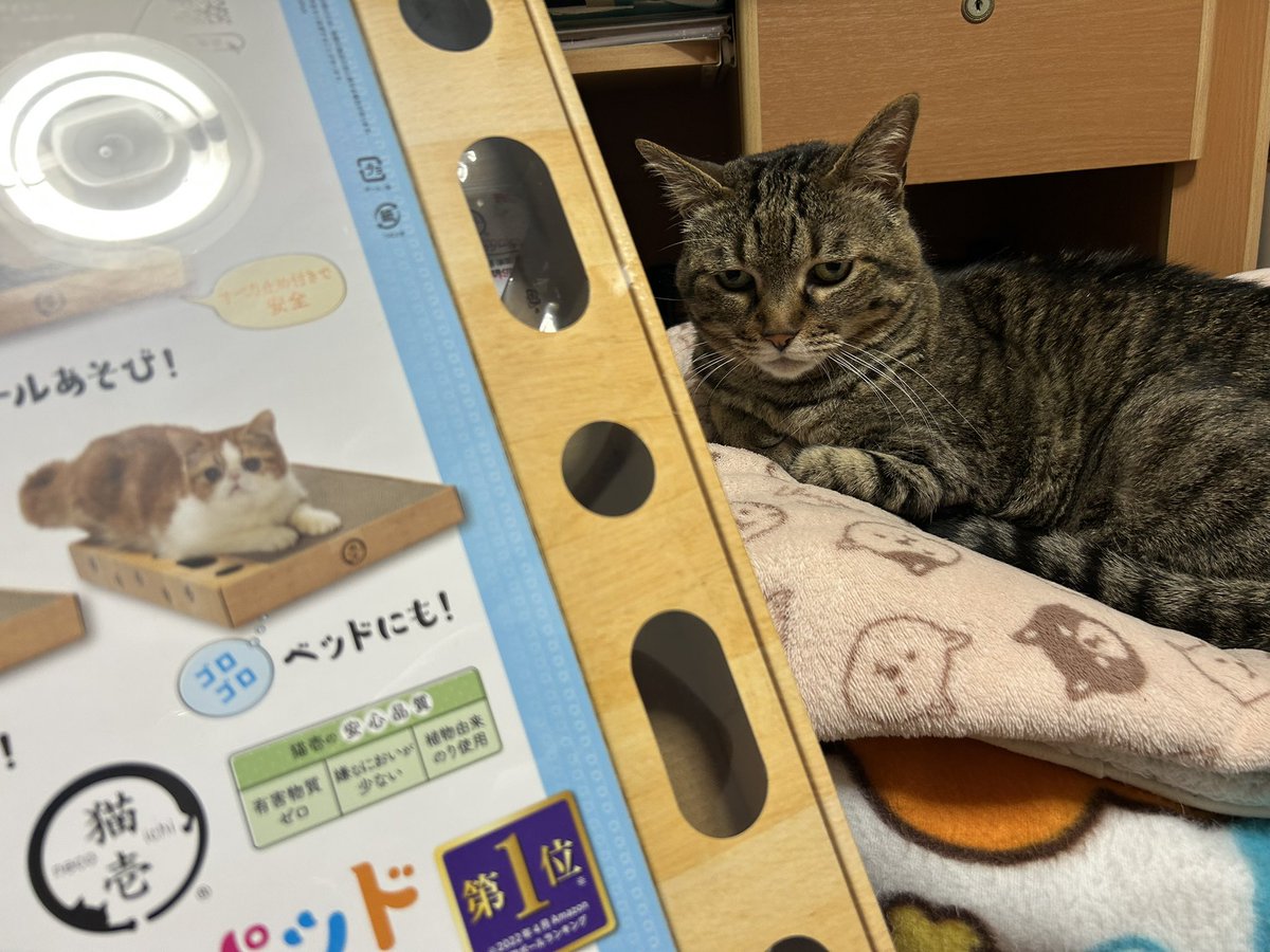 みなと🍩🐻 tweet media