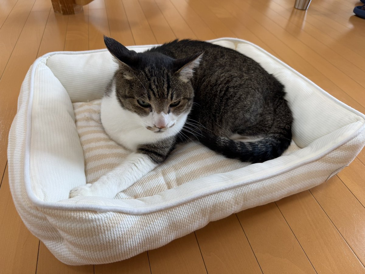 猫カフェ福ねこ@福井 tweet media