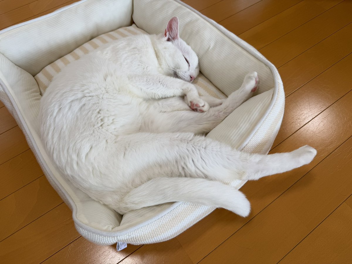 猫カフェ福ねこ@福井 tweet media