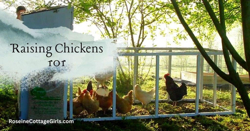 RosevineCottage's tweet photo. Raising chickens for eggs can be a fun and rewarding hobby! Not only will do they give fresh eggs, but they provide other resources: fertilizer, pest management... https://t.co/3NWkz8LCP9 via @@RosevineCottage https://t.co/mSZuGVbVUC