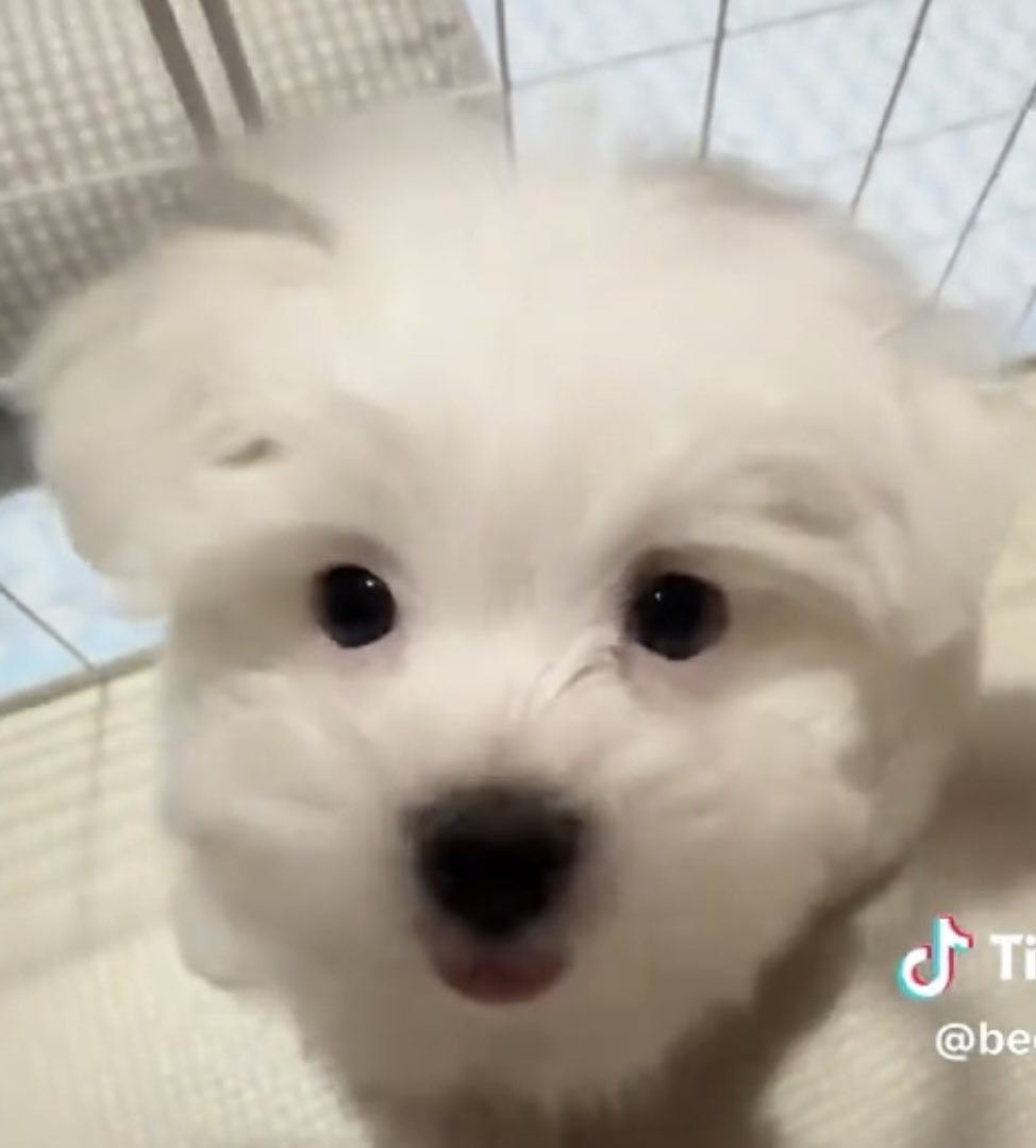 -itimiteen- tweet media