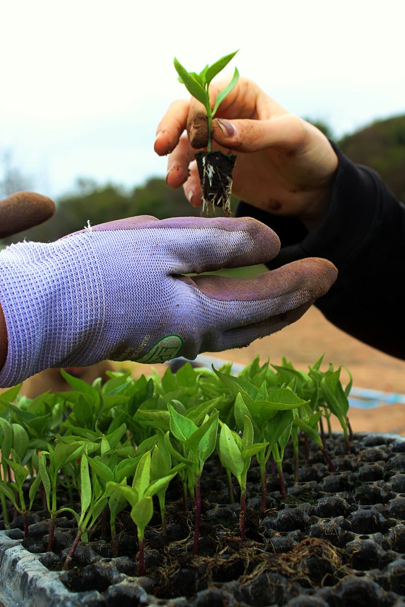Plentifullyco's tweet image. For the first Twin Cities wave, we're looking for real listings and real feedback: extra seedlings, seed packets, garden tools, herbs, compost, produce, and neighbor-to-neighbor know-how.

#Plentifully #TwinCities #EarlyAccess