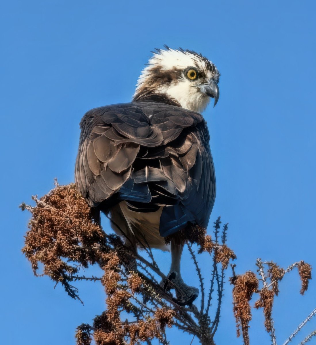 Manhattan Bird Alert tweet media