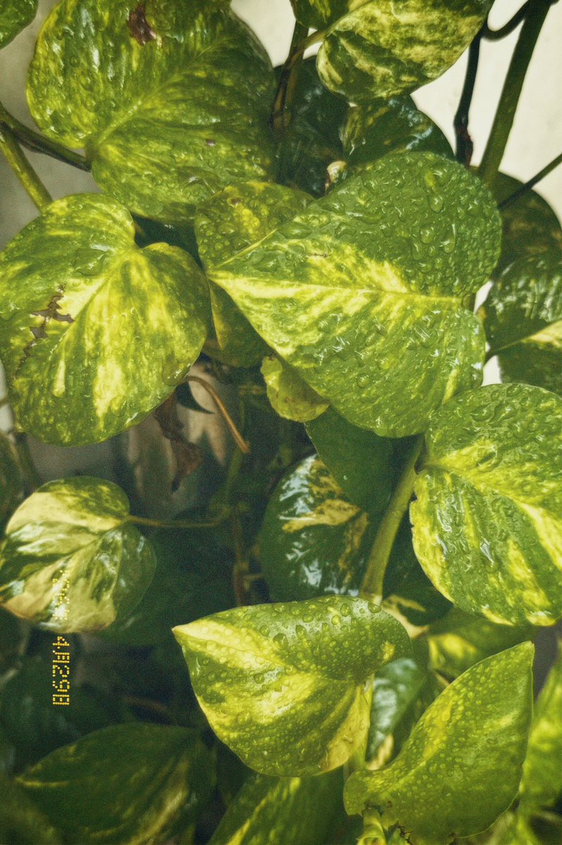 sabrr_shukarr's tweet image. W E D N E S D A Y ✨

#grateful ♥️