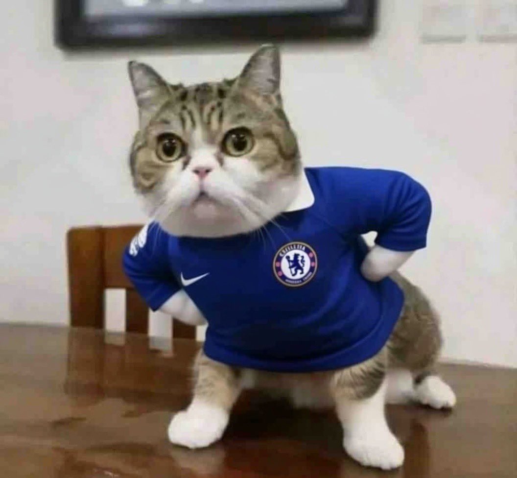 THE CHELSEA FORUM tweet media