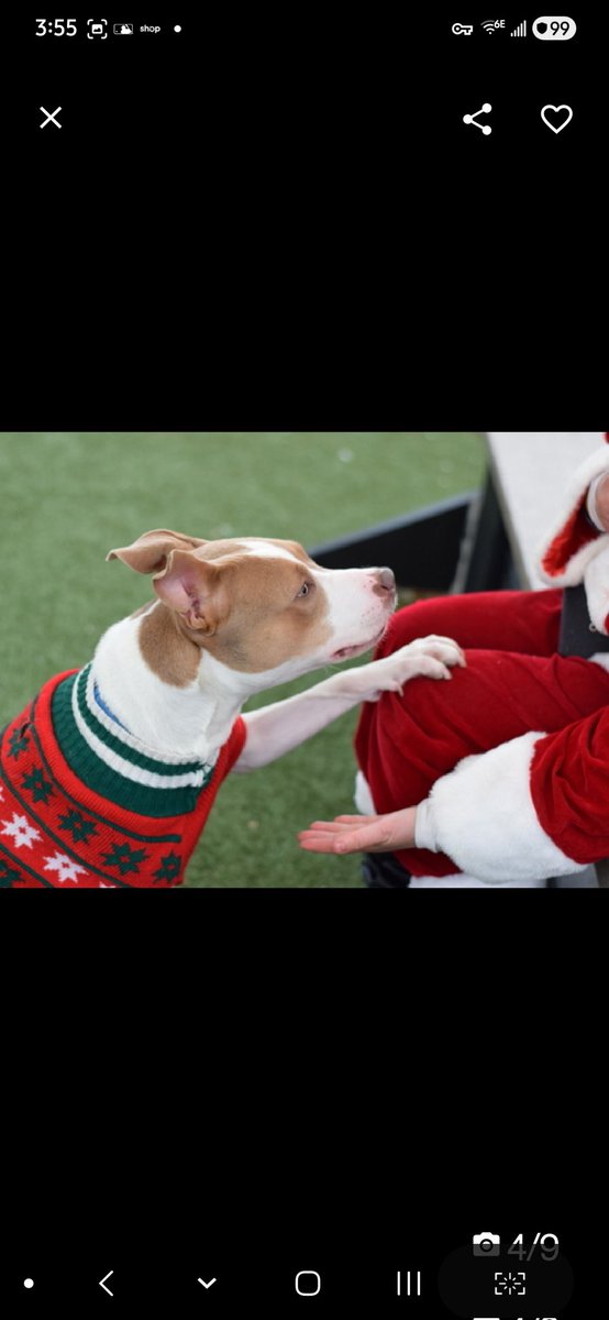 MyBoxerLuvMac1's tweet image. 💔Caramel💔
#NYCACC #240565 2y
▪️ReListed TBK: 4/30💉
#AdoptMe 

Precious sweetie's💔, waiting 173 days!
When stressed in kennel, can be seen trembling.
Friendly, social w staff, esp outside of cell.
Doing well in shelter scholar program.
Here 2 long, leash biting!
Who could