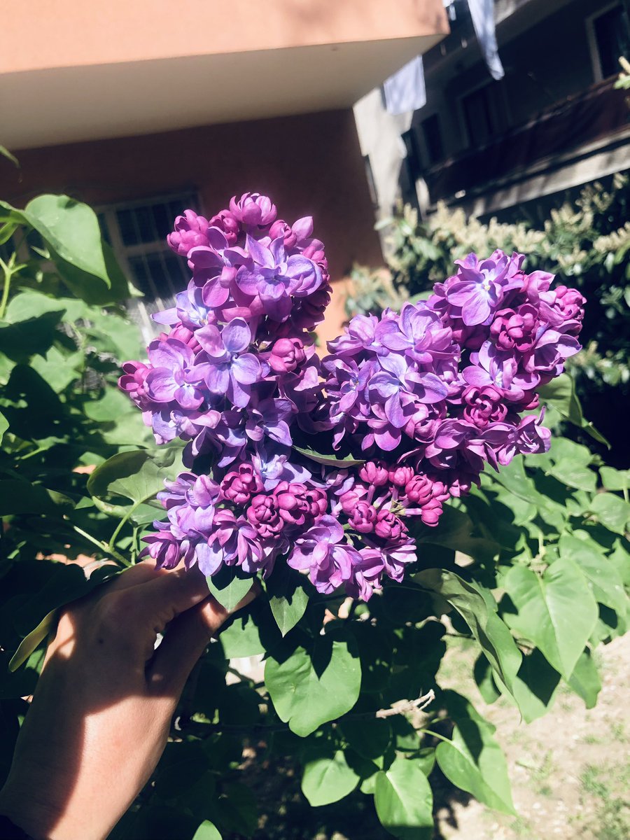 EdaSaner's tweet photo. İlkbaharda Ankara çok güzel kokar 💜 https://t.co/Y3Ly83Q70U