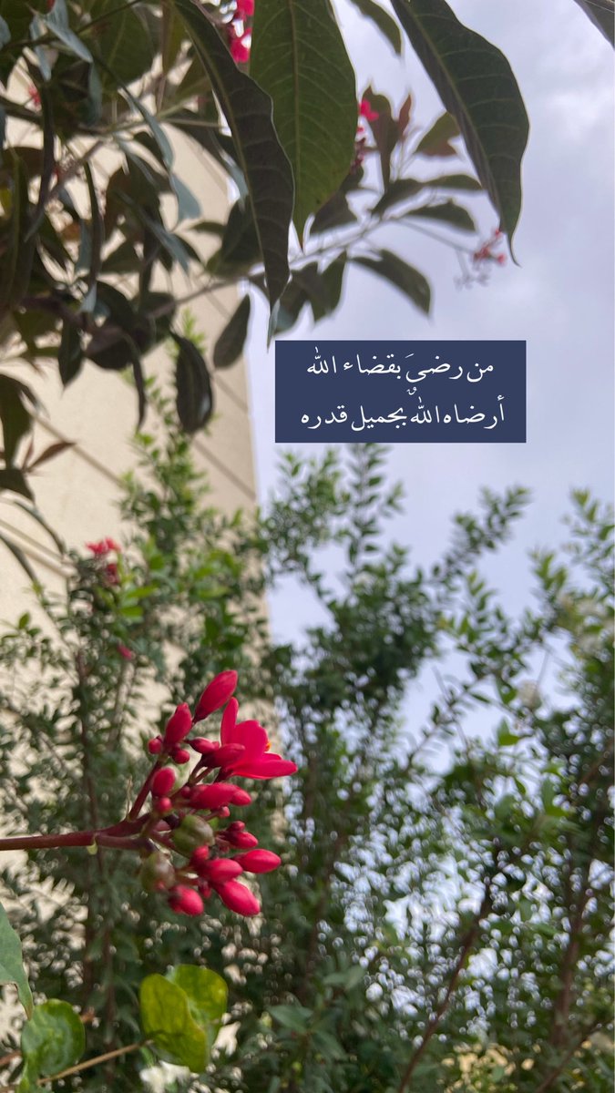 ورد البيلسان tweet media