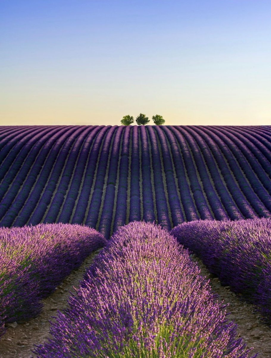 earthcurated's tweet image. Valensole in Provence feels unreal in summer — endless lavender fields stretching to the horizon, purple waves under the sun, and quiet stone villages nearby. 🌿💜
