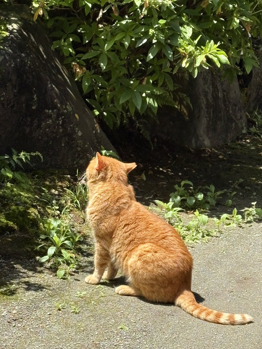 suZume1179's tweet image. ねこはかわいい
  #猫  
 #cat
 #catstagram 
 #Japan  #Caturday
