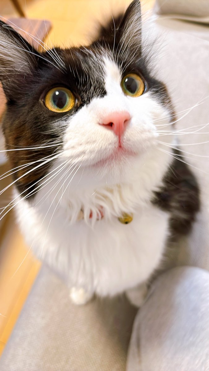 ぼくはムタ tweet media