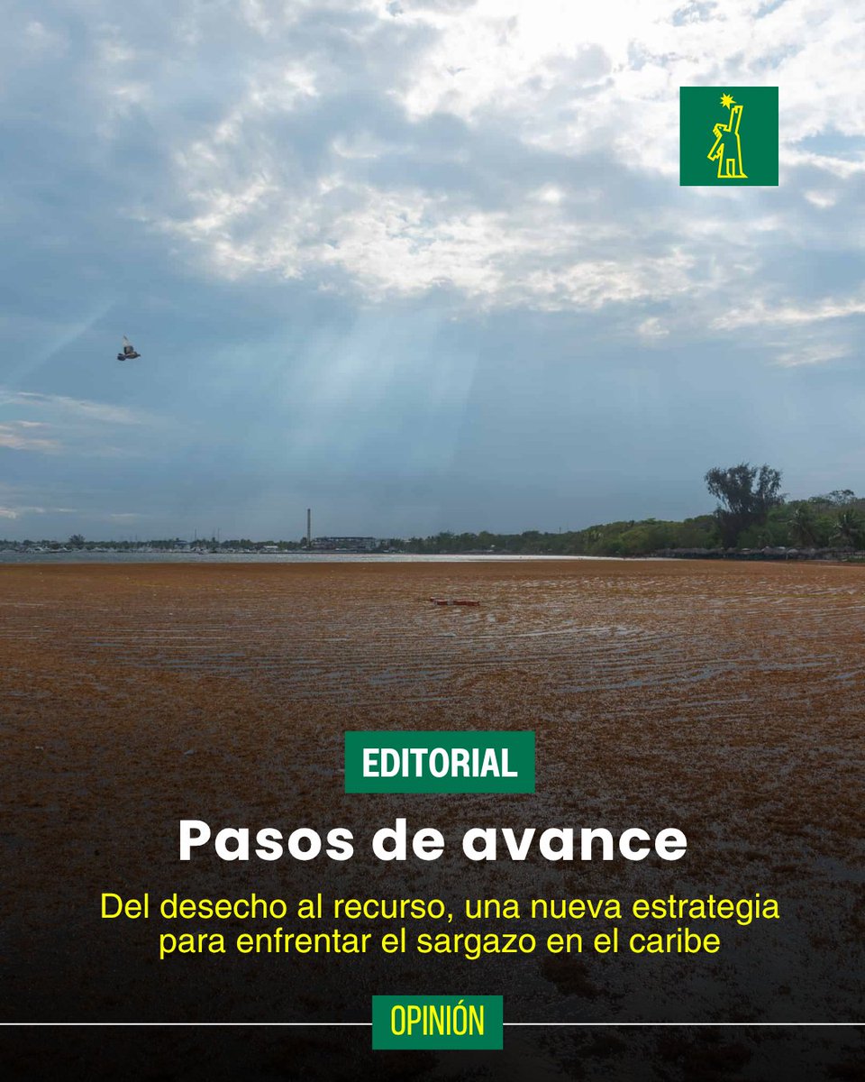 DiarioLibre's tweet image. 🖋️ | #EDITORIAL | La investigación que propone transformar el sargazo en energía y compuestos de alto valor es, sin duda alguna, una respuesta estratégica a uno de los desafíos ambientales y económicos más persistentes del Caribe. Sería un error verla como una simple curiosidad