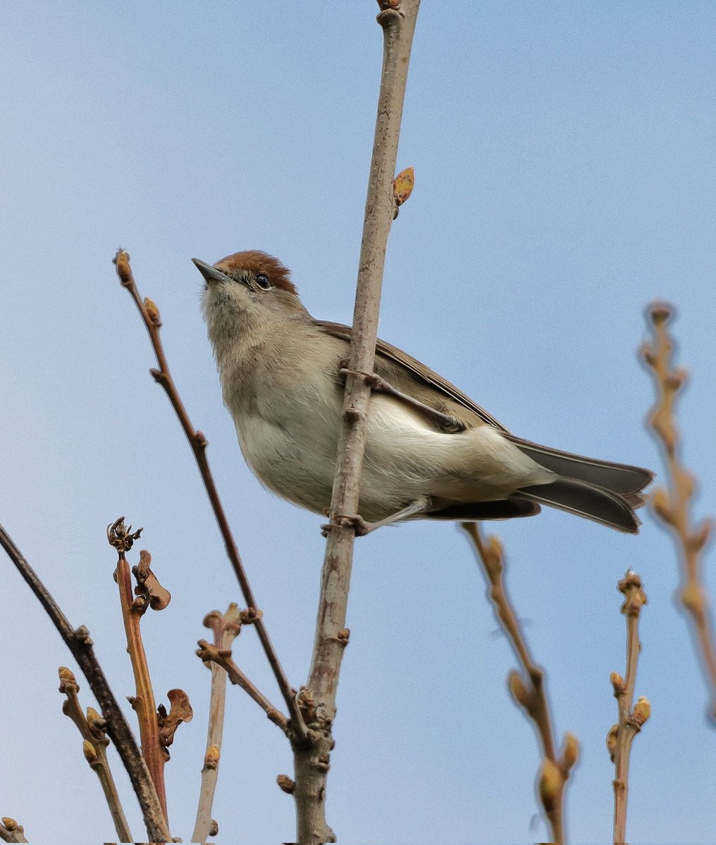 CameraBob5's tweet image. Female Blackcap. #birdphotography #twitternaturecommunity #lindeanlochnaturereserve #scottishborders #Blackcap #twitterbirdphotography #canon90d #sigma
