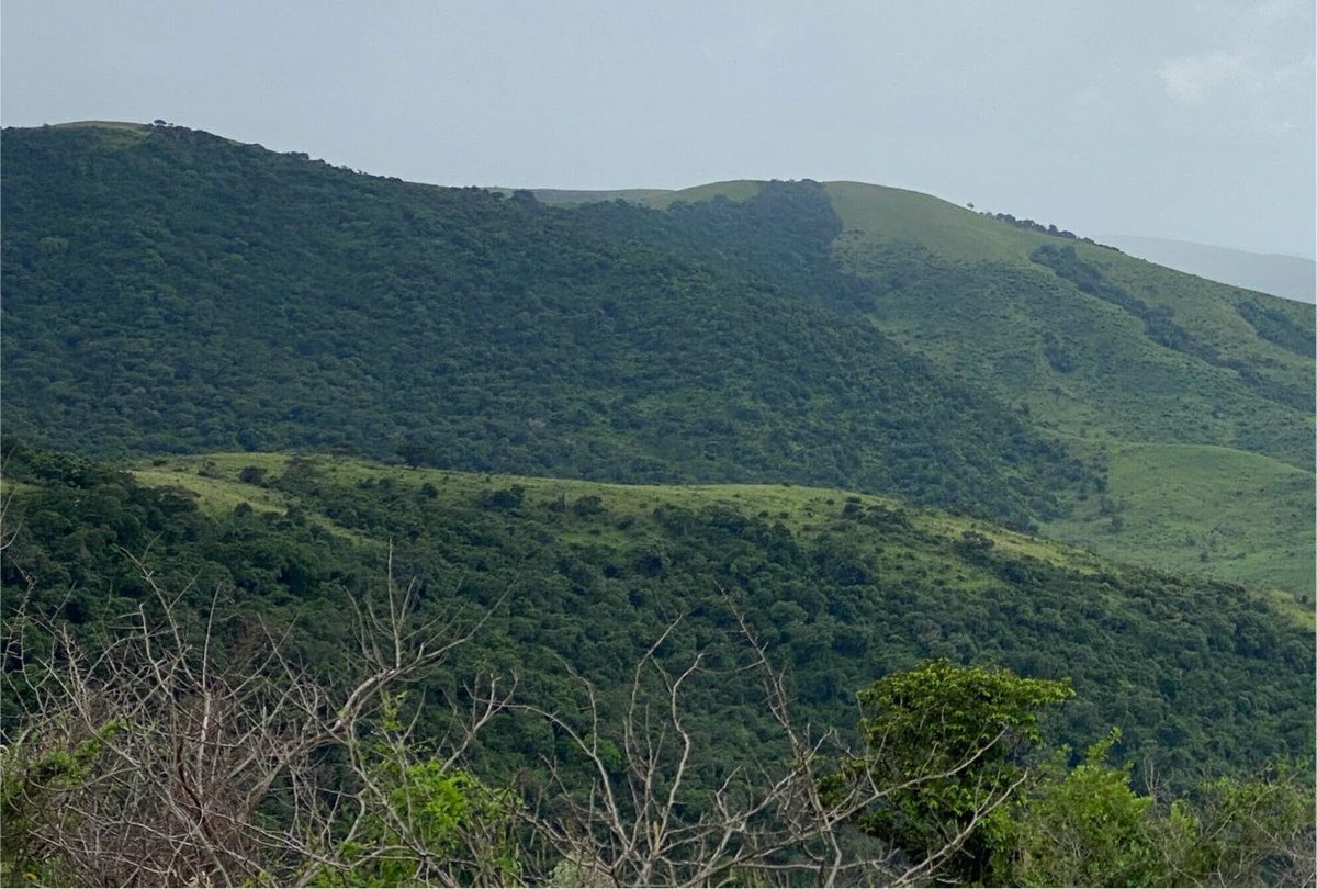 JEcology's tweet photo. 🌳Planting trees in savannas doesn't guarantee more soil carbon. New study shows savanna-to-forest transition replaced grass-derived carbon but didn't increase total carbon stocks. Soil texture, not trees, drove carbon storage capacity 👉️ https://t.co/s1YdupyVgn https://t.co/EnT9dd0Udt