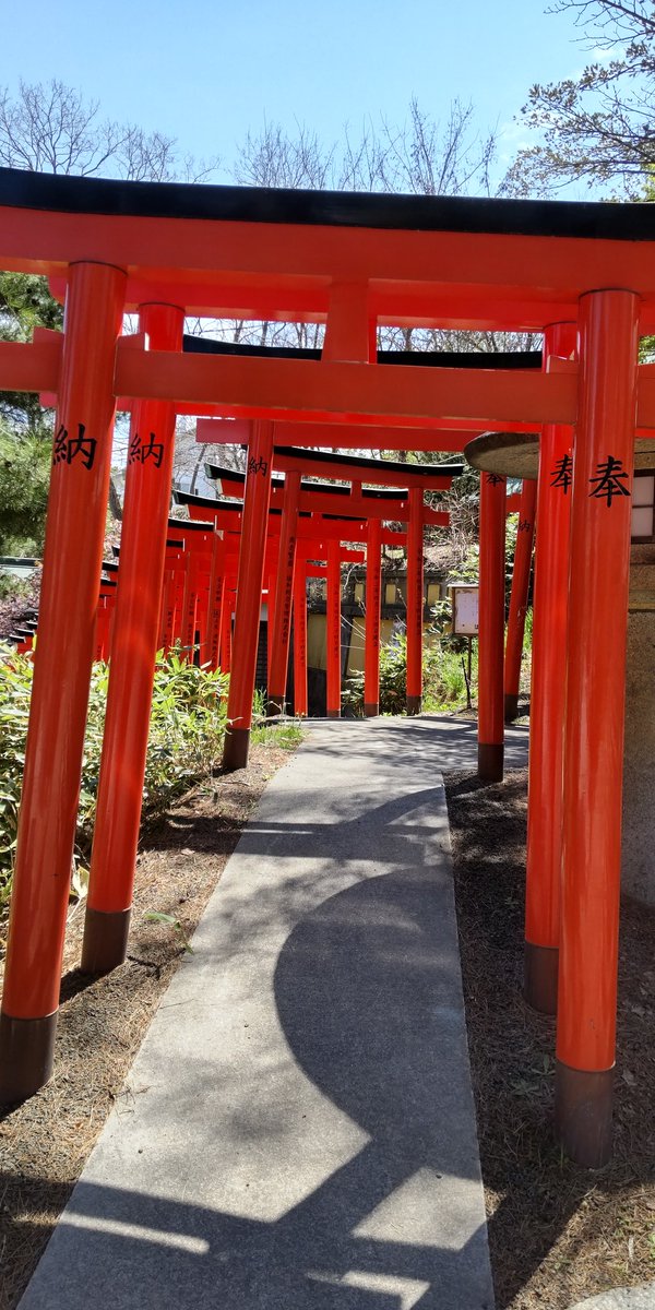GlassTrackers's tweet photo. 小樽の桜は今週一杯でしょうか
#天上寺 #住吉神社 #水天宮 https://t.co/eBG4EpM0ex