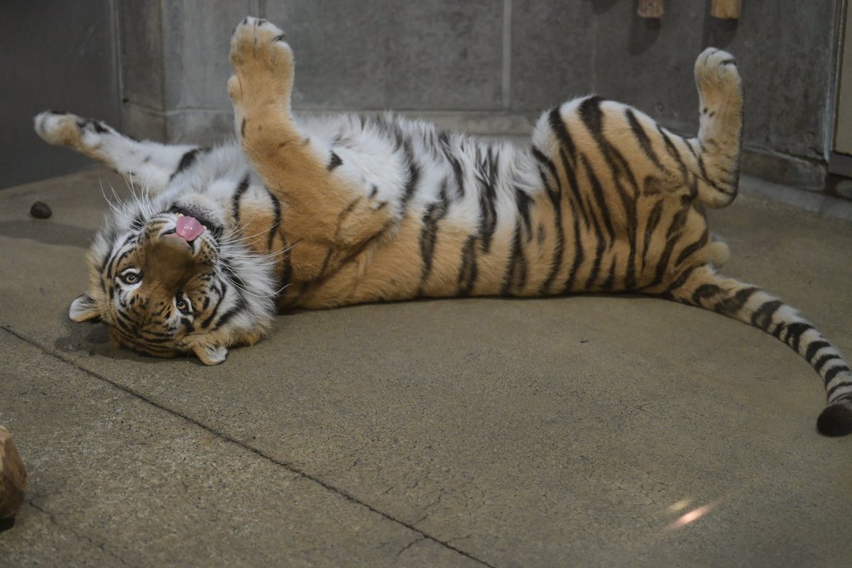 nobuharuna78398's tweet photo. かわいい🥰
📷️2026/04/29
#ミタケ 
#アムールトラ 
#いしかわ動物園 https://t.co/sLnBt79Ez3