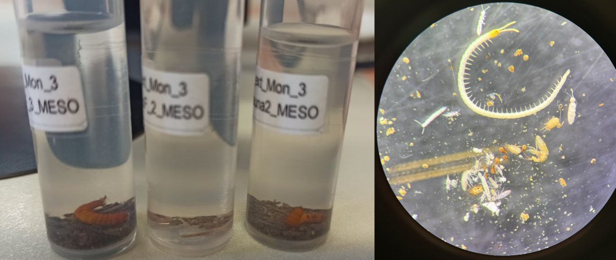 soilbon_foodweb's tweet image. The first #mesofauna sampling from our extended 🇩🇪 part of #Carbonweb EU-scale #experiment is complete! Curious which of these #animals 🕷️🐜🪲🪱 are #labeled with #isotopes? We definitely are!

@ERC_Research 
@geobiodiversity 
@godemelie 
@Andrey_G_Zuev
