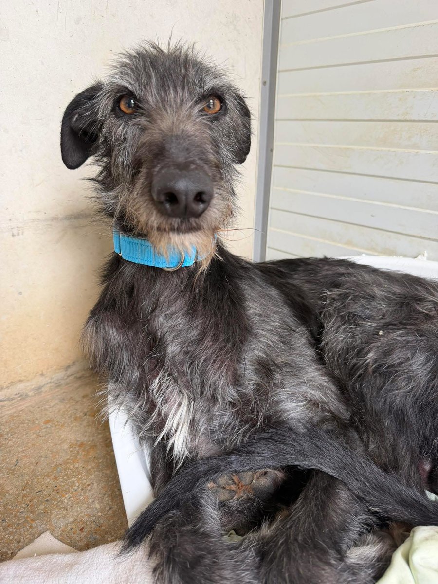You’ve all been intrigued by the new grey fluffy boy. 
Some you suggested he might be a deerhound ❤️
He’s Galgo size and to me just seems like the typical fuzzy Galgo but who knows what mix might be in there. 
One thing is for sure… he’s typical Galgo terrified. 
We have a lot