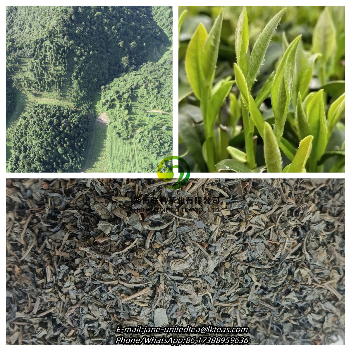 JaneSwift2023's tweet image. Mountains, rivers, lakes, and seas are contained within a single leaf; a cup holds a vast universe. Come and taste this gift from nature!
#tea #greentea #ChunMee #africa #teaexporter #thé #théataya #thévert #teagarden