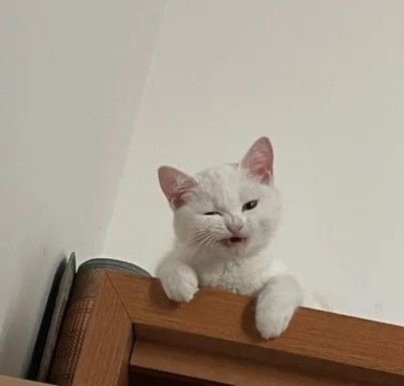 Daily Cat Posts tweet media