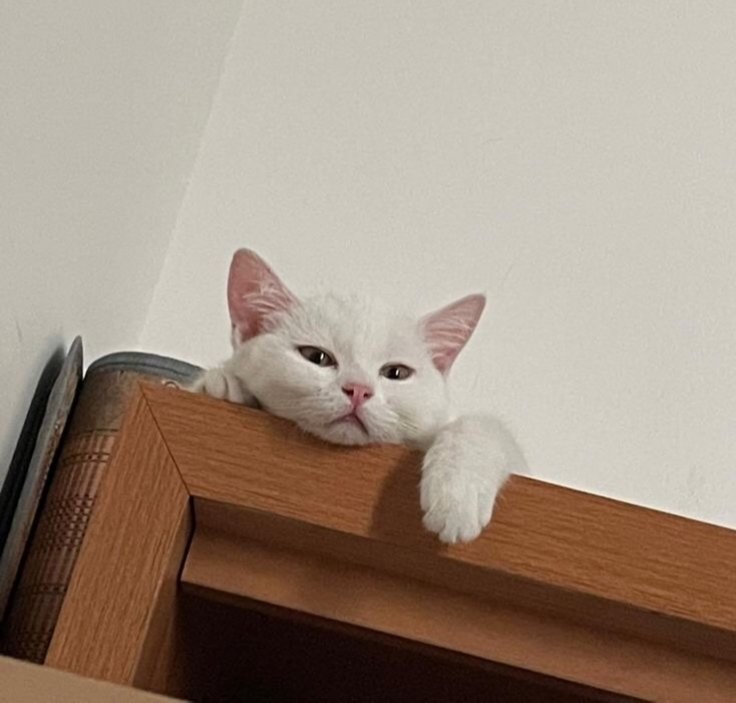 Daily Cat Posts tweet media