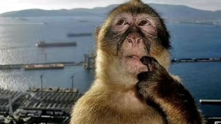 ratte 🟪 tweet media