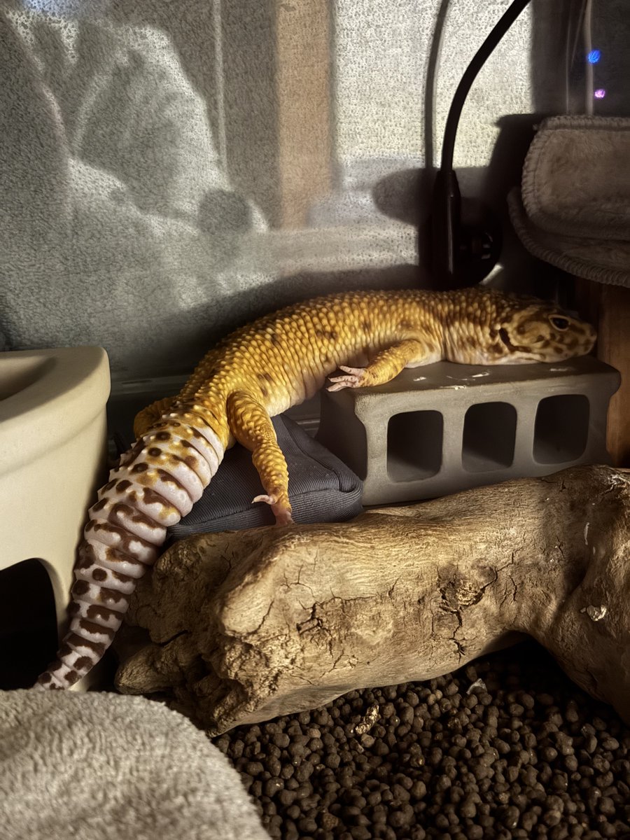 かず【ゆらちゃん垢𓆌】 tweet media