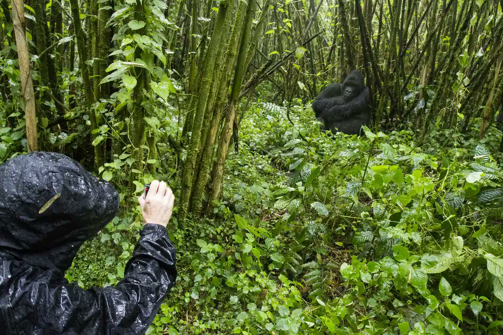 KafufuW's tweet image. This Is Not Just a Safari. It’s a Feeling
You wake up to the sound of nature. No alarms. No noise, just the wild. A few hours later, you’re standing face to face with a mountain gorilla in Bwindi Impenetrable Forest NP
greenwaynaturetours.com
#VisitUganda #UgandaSafari