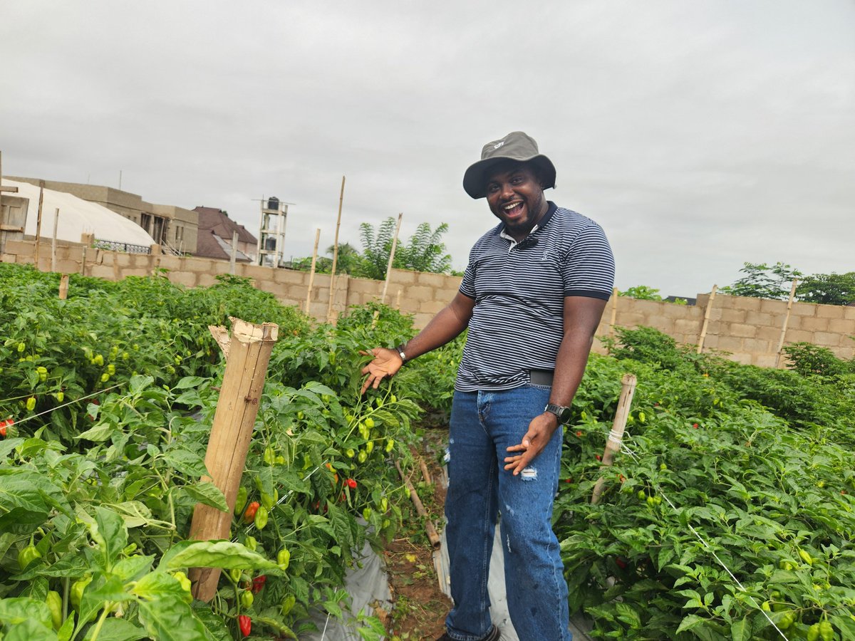 okoreuchenna's tweet image. The right seed changes everything !

Early morning visit to one of our clients farm in Abeokuta , Ogun State.
We counted more than 100 fruits( approximately 1-1.5kg per plant of AfadjaRZ F1).
If farmer no smile , wetin we gain...
#Farming #Pepper #Vegetables #Nigeria #Ogun