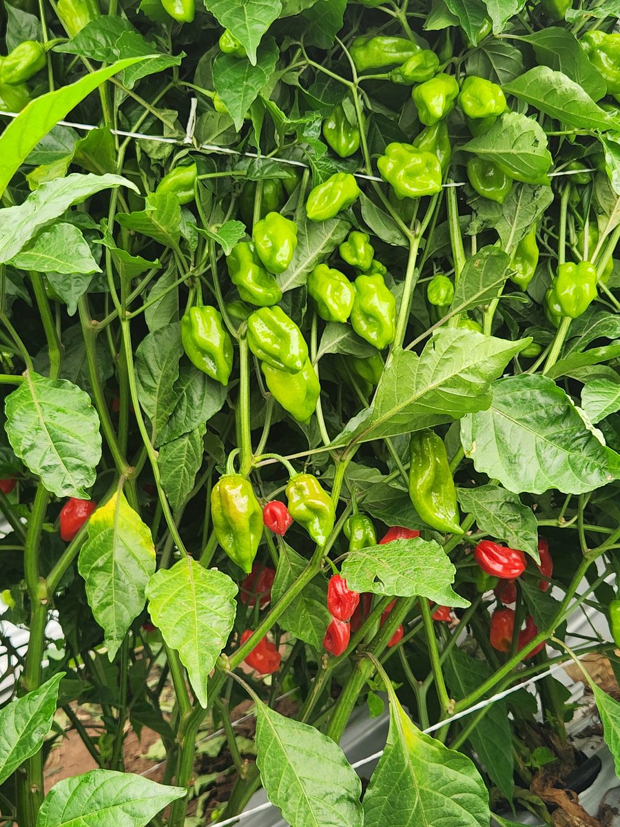 okoreuchenna's tweet image. The right seed changes everything !

Early morning visit to one of our clients farm in Abeokuta , Ogun State.
We counted more than 100 fruits( approximately 1-1.5kg per plant of AfadjaRZ F1).
If farmer no smile , wetin we gain...
#Farming #Pepper #Vegetables #Nigeria #Ogun