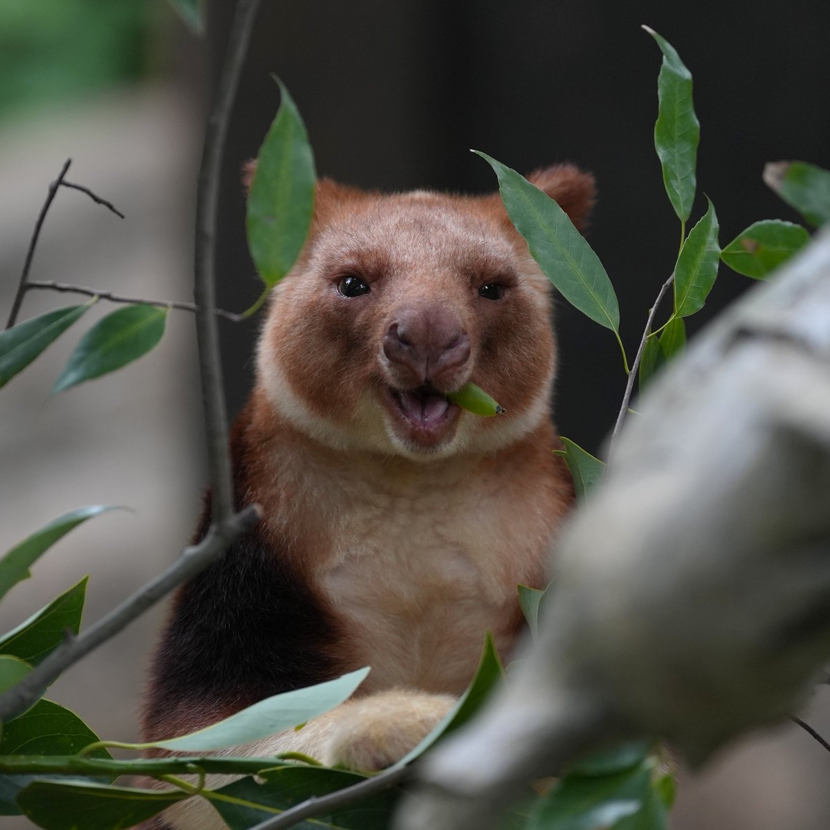 Koichi Murata tweet media