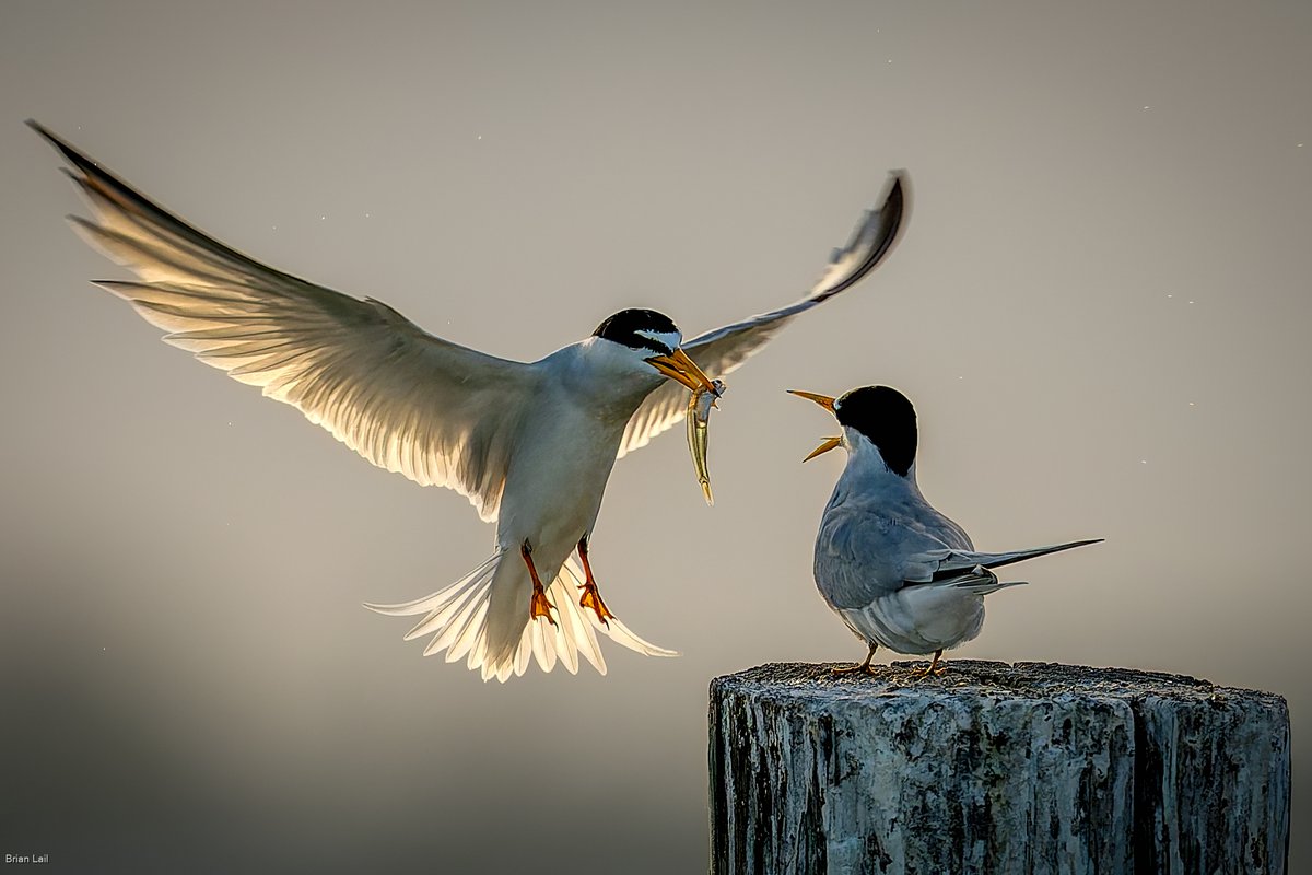 Brian ☀️🌏🌘 tweet media