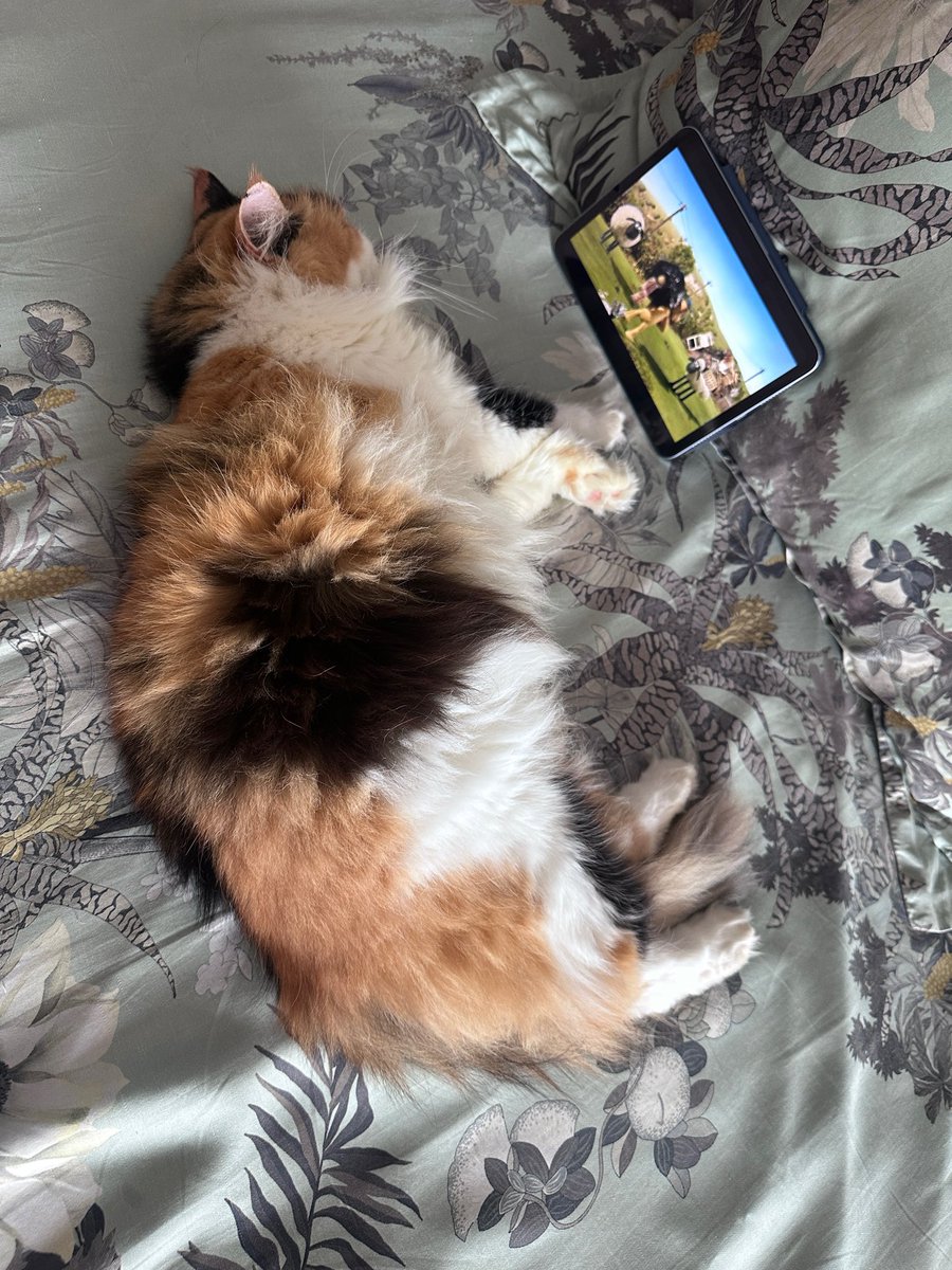 halo aku kucing tweet media