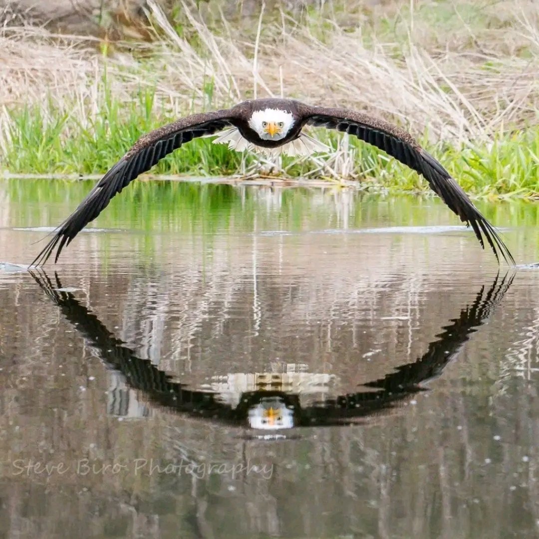 World's Amazing Things tweet media
