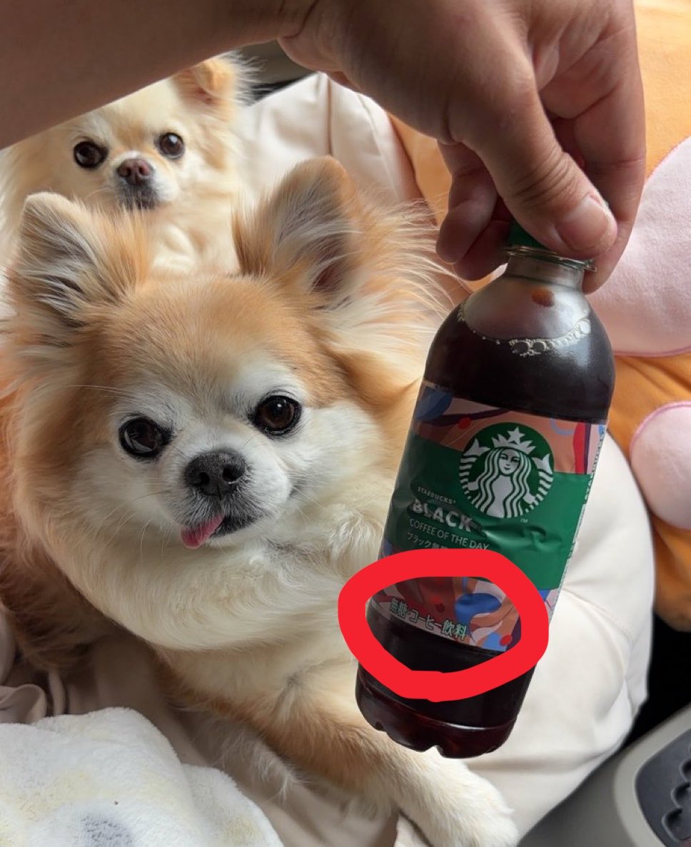 チビ＆ココ tweet media