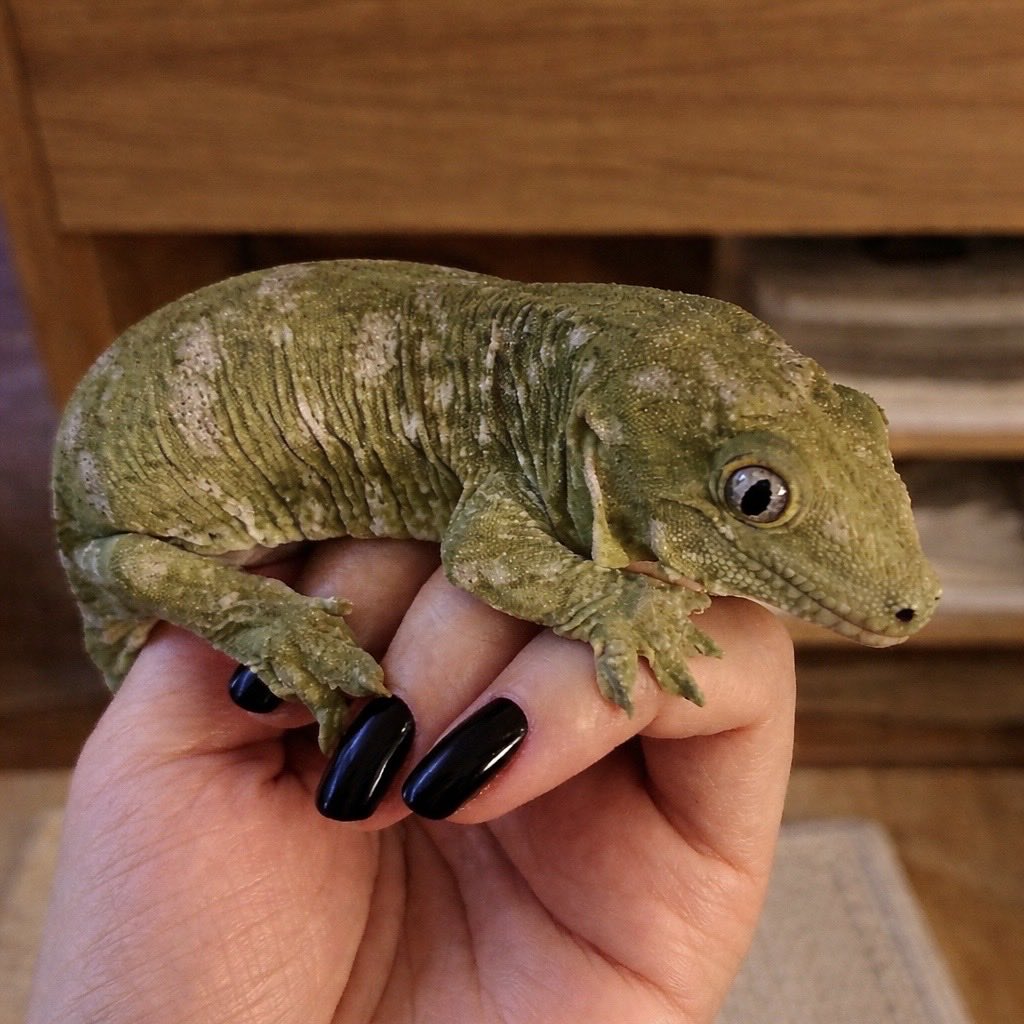 _eyenetics_'s tweet image. うちのジャイゲコがまだベビーの頃
DEWBACKに似すぎている😂
#ジャイゲコ #starwars