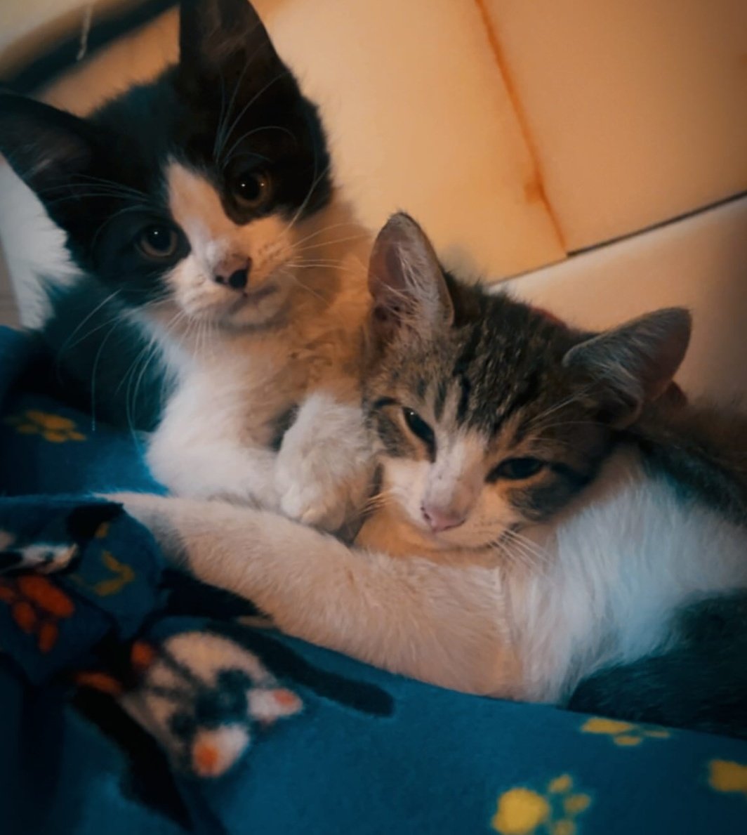 Ktp123gkkd's tweet image. From my friends house.

🐈😺
#cats