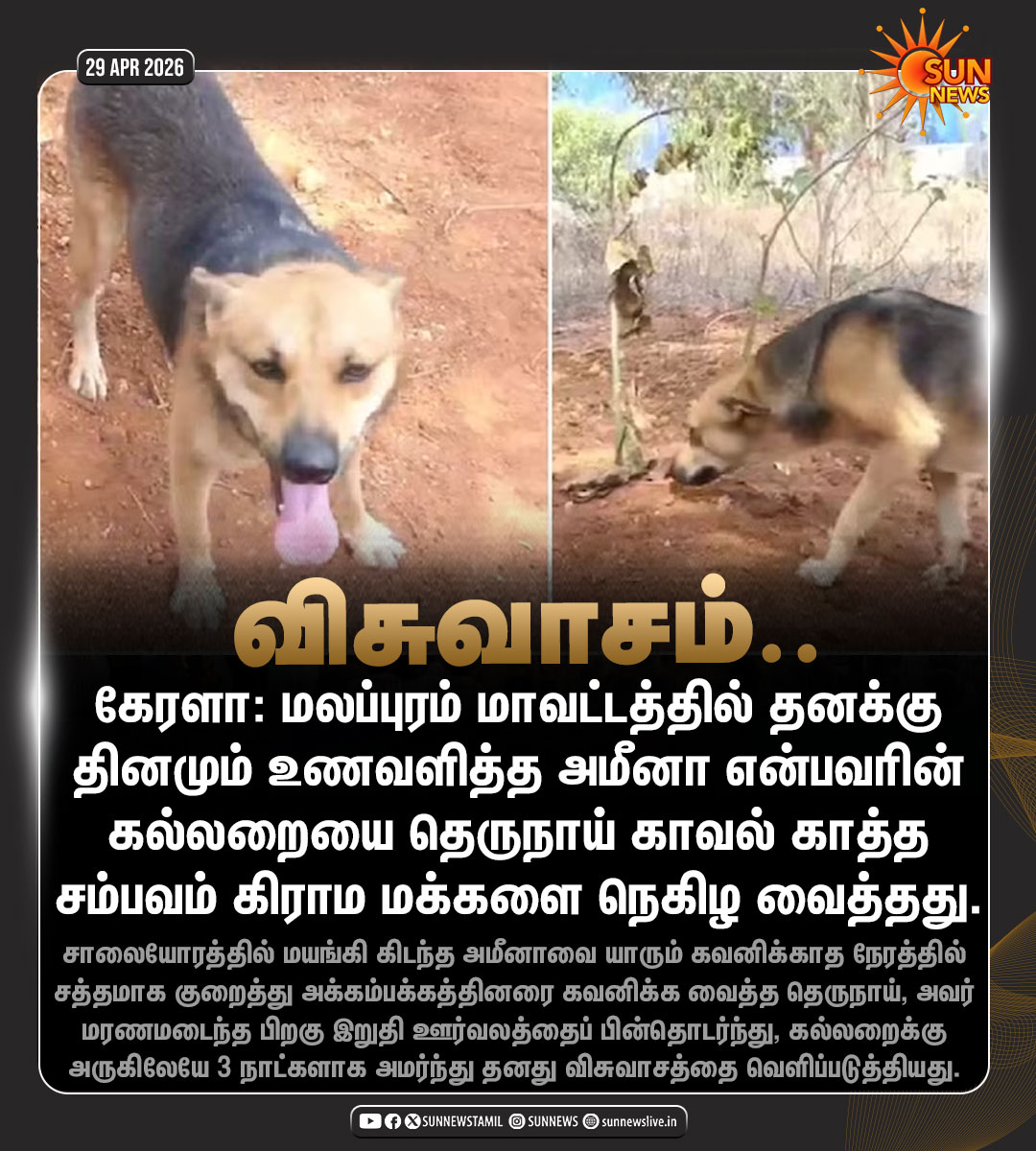 sunnewstamil's tweet image. #Update | கல்லறையை காவல் காத்த தெருநாய்

#SunNews | #Kerala