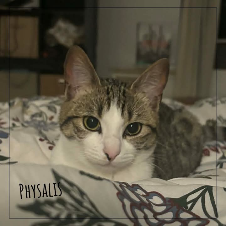 ADOPTE 1 CHAT tweet media