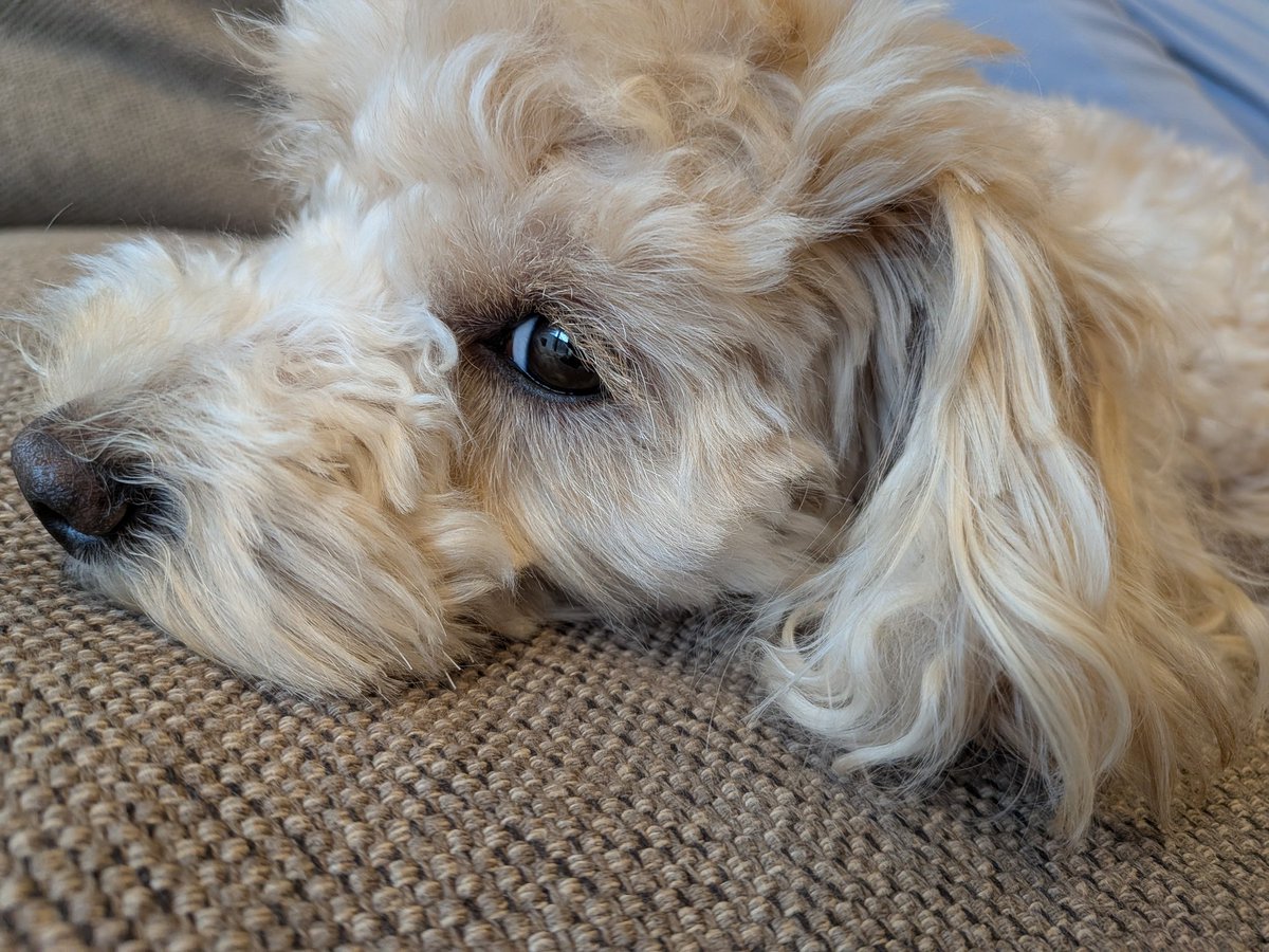 たまりょ ランクル250 tweet media