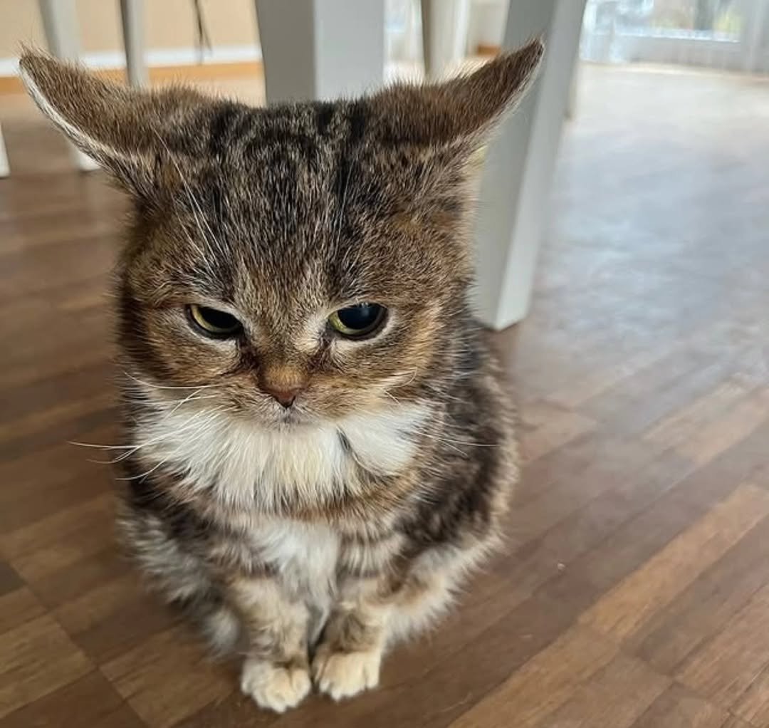 Daily Cat Posts tweet media